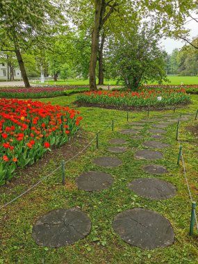 Aralarında kırmızı ve diğer lalelerin bulunduğu büyük çiçek yatakları, bir bahar günü ağaçların arasında ağaç kesiklerinin oluşturduğu bir patika. St. Petersburg 'daki Elagin Adası' ndaki lale festivali..