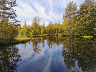 Bir orman gölünün kıyısı eko raylarının üzerinde Sestroretskoe bataklığı, su ağaçları ve mavi gökyüzünü yansıtıyordu..