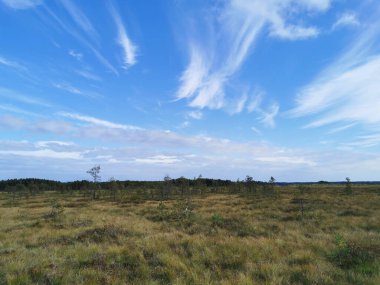 Sestroretsk bataklık ekotrosundan, kuru çimenlerin ve bataklıkta büyüyen alçak ağaçların manzarası. Bataklığın etrafında bir orman var. Sıcak, güneşli bir sonbahar gününde güzel bulutlu mavi bir gökyüzünün arka planında.