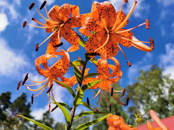 花序の下からの眺めユリ披針形 トラユリ ラテン語 Lilium Lancifolium Thunb Lilium Tigrinum Ker Gawl — ストック写真