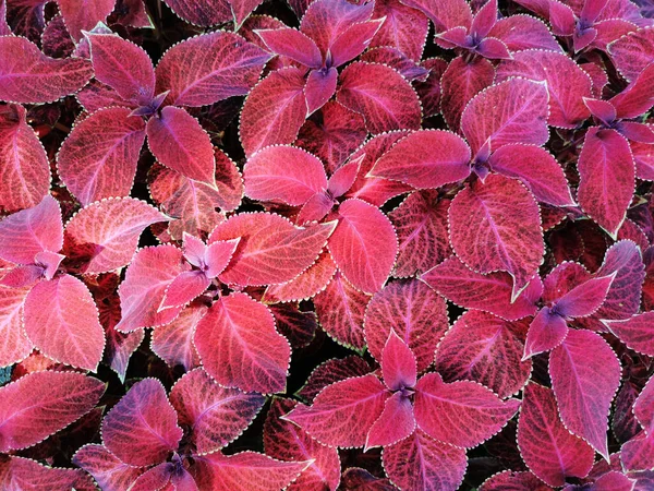 Fondo Floral Hojas Coleo Rojo Con Puntas Verdes Día Soleado — Foto de Stock