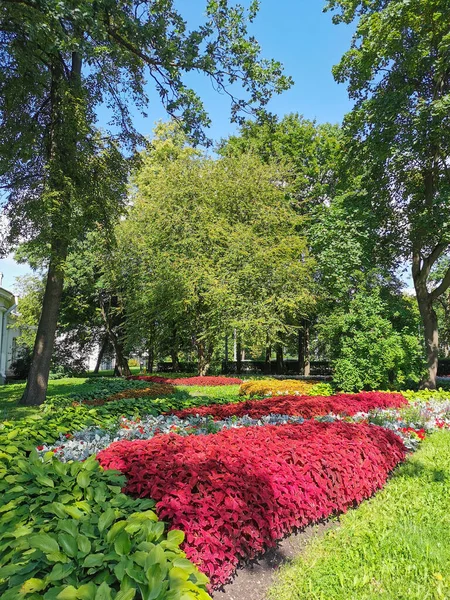 Цветочные Клумбы Парке Кольем Хоста Растения Серебряными Листьями Солнечный Летний — стоковое фото