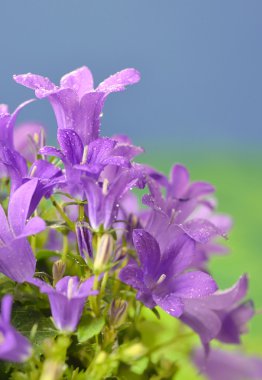 Bahar çiçek bush Dalmaçya bellflower