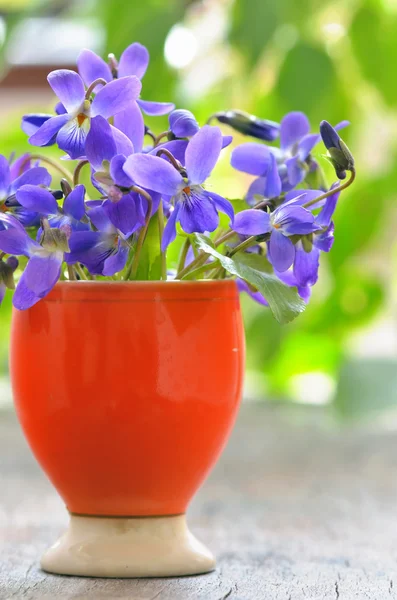 Violets flowers (Viola odorata) — Stock Photo, Image