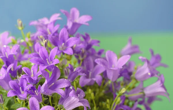 Dalmatské zvonek (Campanula portenschlagiana) — Stock fotografie