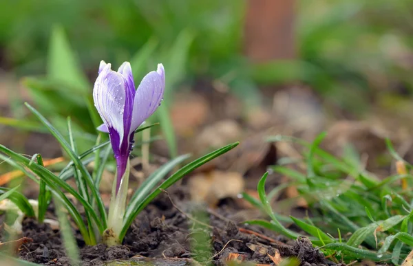 Crocus blommor i vår tid — Stockfoto