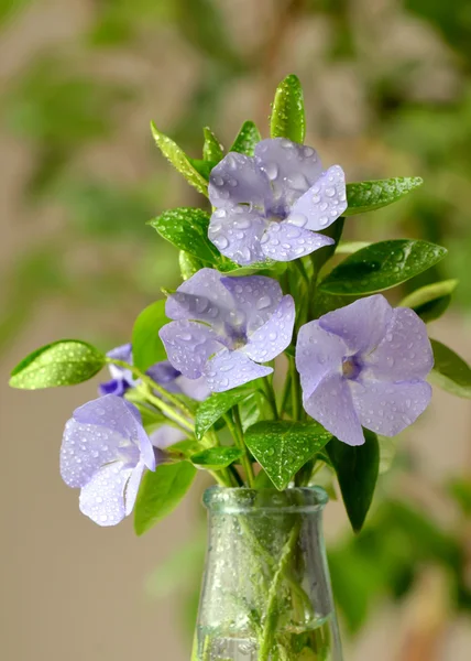 Jóvenes Hydrangea flor con rocío — Foto de Stock