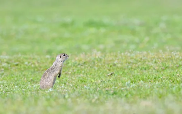 Prairie dog on field — Stock Photo, Image
