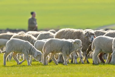 A shepherd is leading his flock  clipart