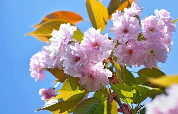 Prunus serrulata strom — Stock fotografie