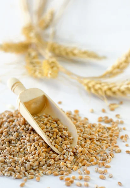 Зерна пшеницы и пшеницы — стоковое фото