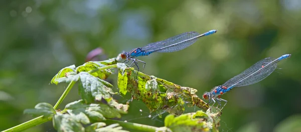 Blue Coenagrionidae in forest — Stock Photo, Image