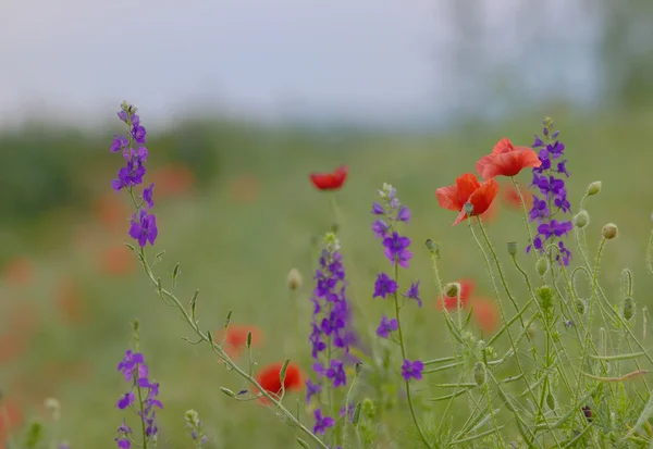 Colorful flowers on field — Stock Photo, Image