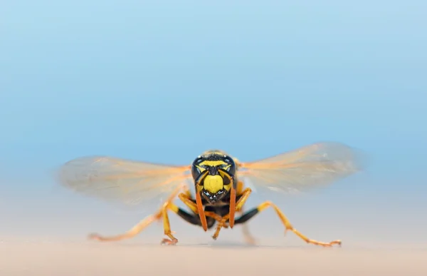 Makro wasp doğada — Stok fotoğraf