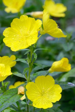 İyi akşamlar çuha çiçeği (Oenothera biennis) 