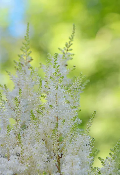 Astilbe λευκά λουλούδια — Φωτογραφία Αρχείου