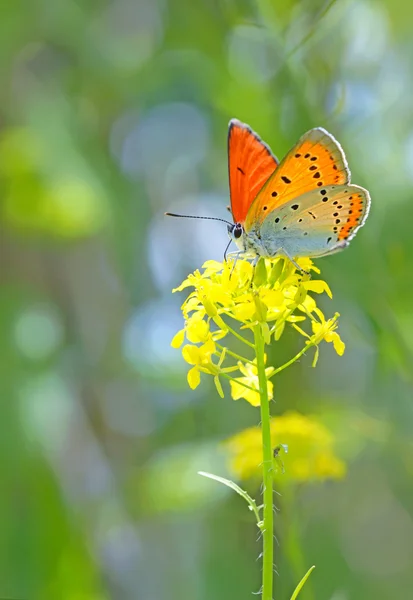 Pomerančový motýl na květu — Stock fotografie