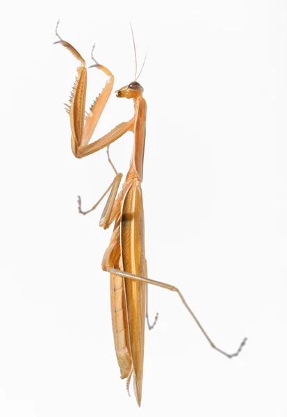 Praying mantis bug — Stock Photo, Image