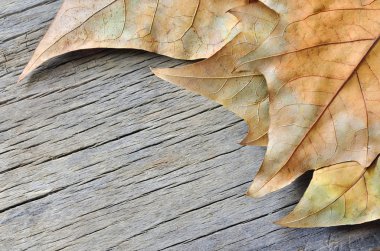 Tahta masada sonbahar yaprakları