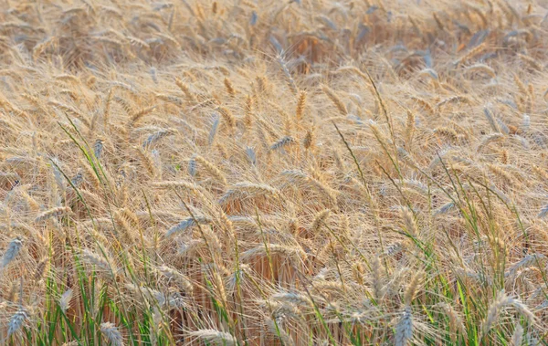 Reifes Gerstenfeld — Stockfoto