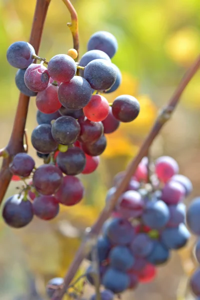 Ripe red grape — Stock Photo, Image