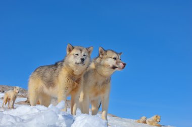 Grönland kızak köpekleri rahatlatıcı 