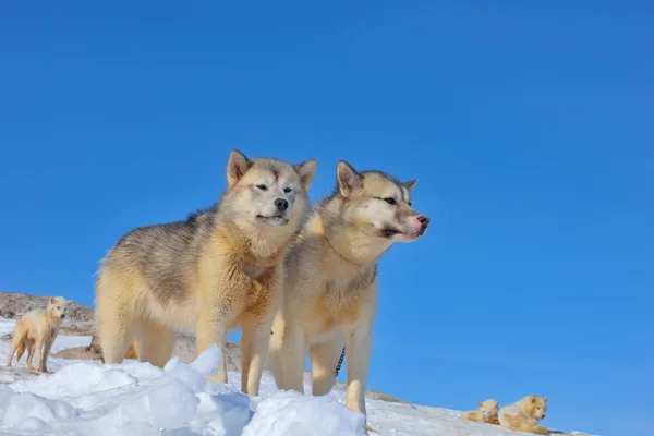 Greenland sled dogs relaxing — Stock Photo, Image