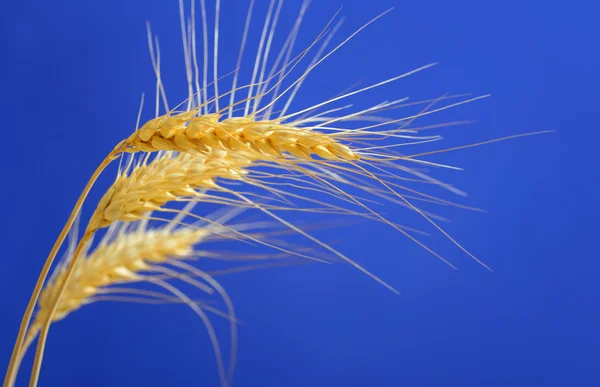 Stems of wheat against blue sky — Stock Photo, Image