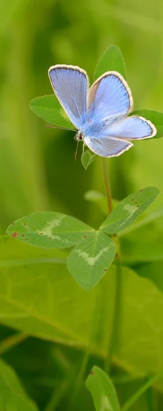 Common Blue (Polyomathus icarus) — Stock Photo, Image