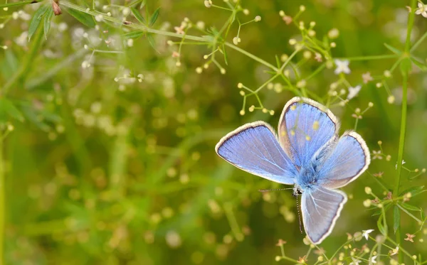 Comune Blu (Polyomathus icarus ) — Foto Stock