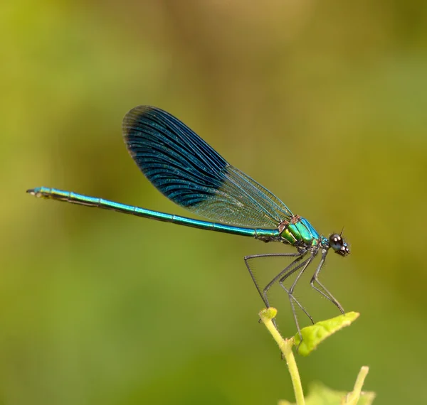 Dragonfly in forest — Stock Photo, Image