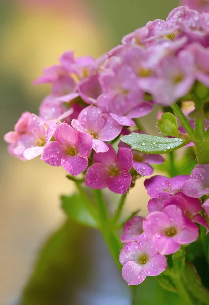 Hortensia met druppels in de zonsondergang in de tuin — Stockfoto