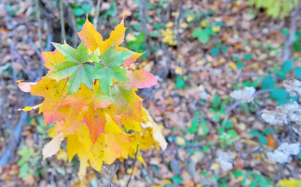 Folhas na floresta de outono — Fotografia de Stock