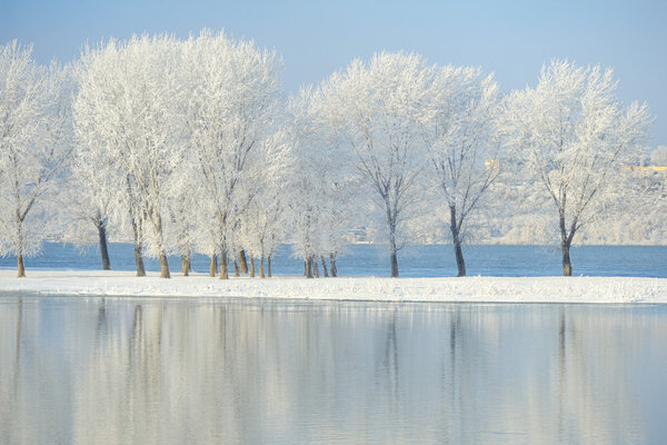 Ледяные зимние деревья
 