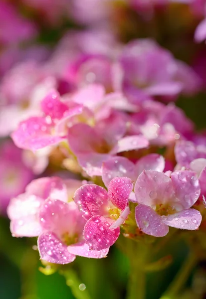 Hortensia met druppels in de zonsondergang in de tuin — Stockfoto