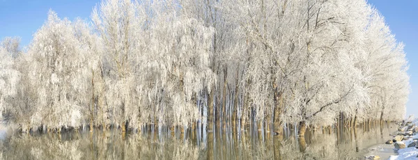 Soğuk kış, ağaçlar — Stok fotoğraf