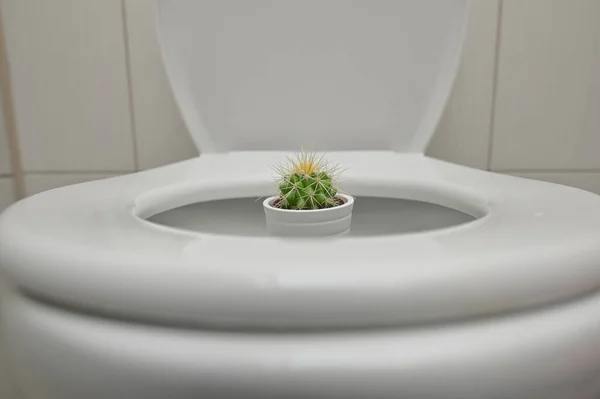 Concepto Dolor Hemorroides Con Cactus Espinoso Dentro Del Inodoro — Foto de Stock