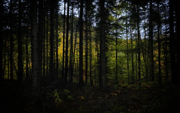 Esős Nap Vrancea Őszi Erdőben Románia — Stock Fotó