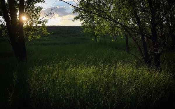 Green Forest Sun Light Summer — Stock Photo, Image