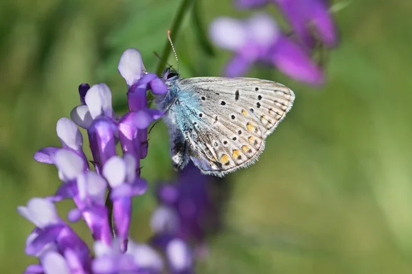 Primeros Planos Azul Común Polyomathus Icarus Mariposa —  Fotos de Stock