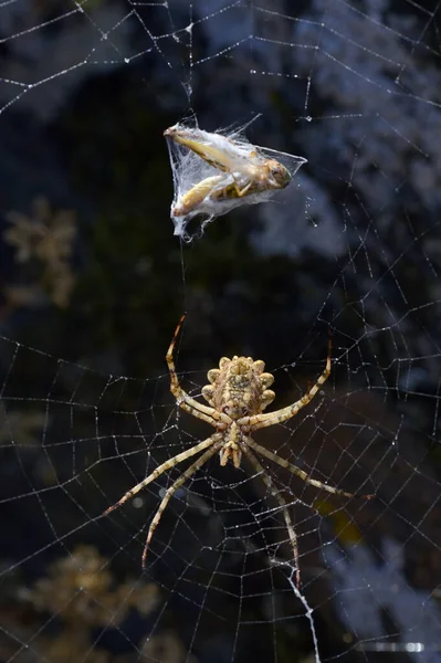 Araneidi Argiope Lobata Spider Una Ragnatela Habitat Naturale — Foto Stock