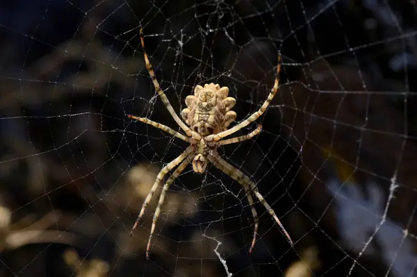 Araneidi Argiope Lobata Spider Una Ragnatela Habitat Naturale — Foto Stock