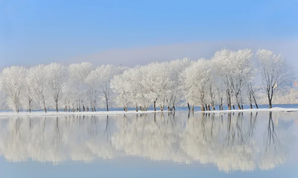 Arbres d'hiver couverts de givre Photo De Stock