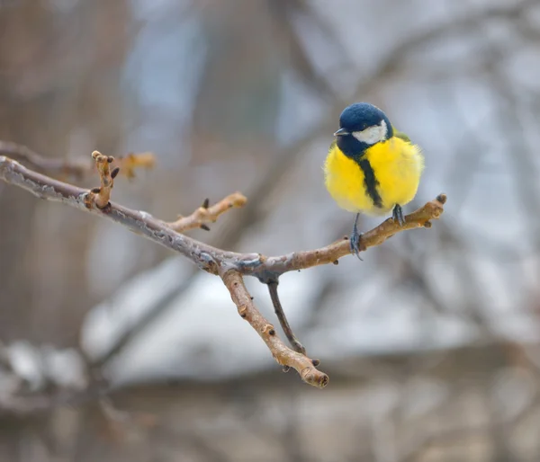 蓝雀 (parus caeruleus 分支上) — 图库照片