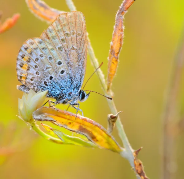 Butterfly Polyommatus Icarus — Stock Photo, Image