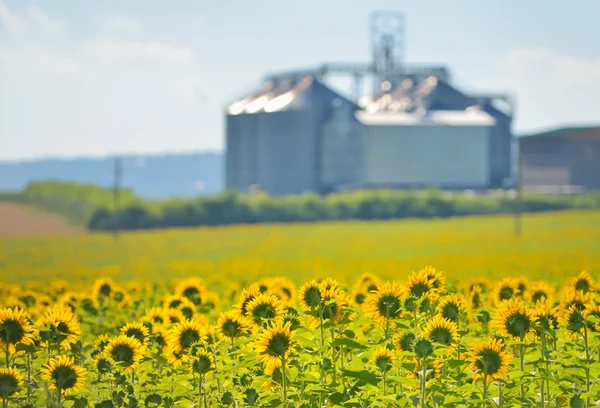 Sonnenblumenfeld und Getreidesilos — Stockfoto