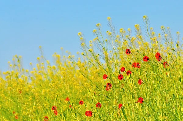 Poppies field — Stock Photo, Image