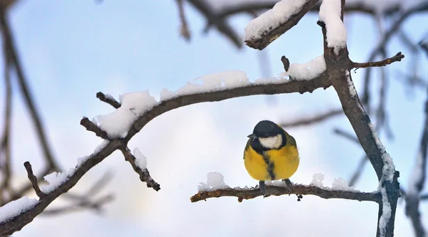 Большой Тит (Parus major) в зимнее время — стоковое фото