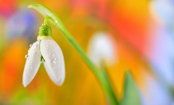 Voorjaar snowdrop bloem — Stockfoto