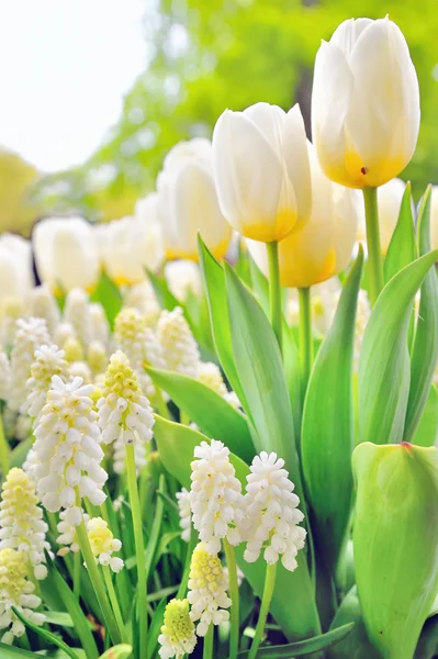 Мускарі ботроїди і тюльпани — стокове фото